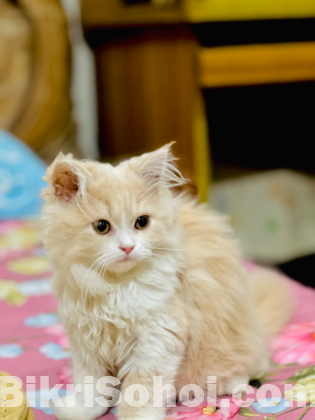 Persian kitten